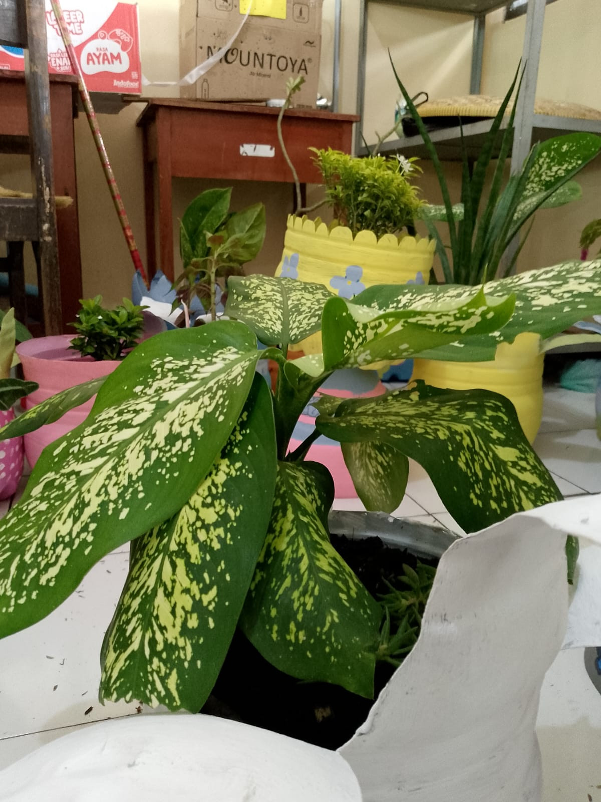 Tanaman hias aglaonema, kelas x. 2